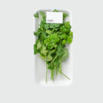 Coriander